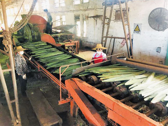 劍麻刮麻機(jī)_刮麻機(jī)_自動麻刮麻機(jī)_劍麻刮麻設(shè)備_劍麻纖維刮麻機(jī)_劍麻刮麻機(jī)_刮麻生產(chǎn)線_纖維提取加工設(shè)備
